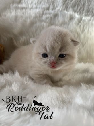 Bkh vom Reddinger Tal