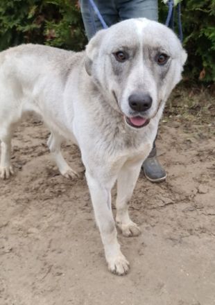 Ayran - männlich Rasse:Alabai Mischling Alter:geb.ca.