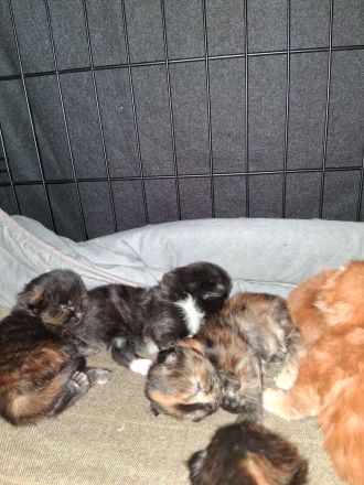 von Nambur und Ley Lines