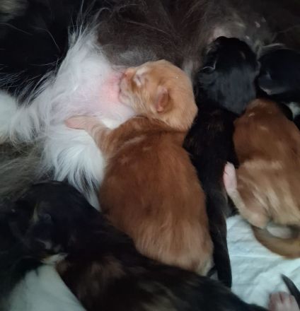 von Nambur und Ley Lines