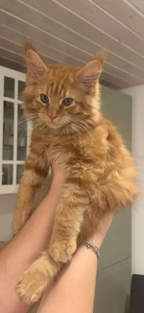 von Nambur und Ley Lines