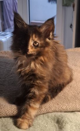 von Nambur und Ley Lines