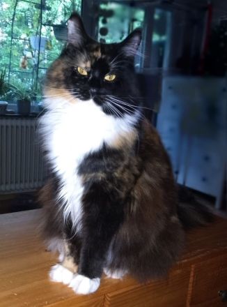 von Nambur und Ley Lines