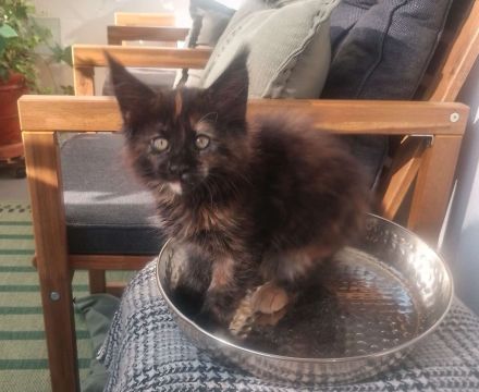 von Nambur und Ley Lines