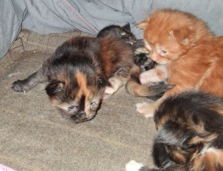 von Nambur und Ley Lines