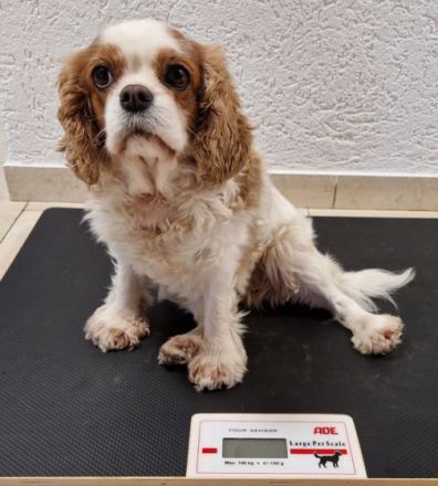 Kostenloser Infoabend zur Ausbildung Hunde- und Katzenernährungsberater*in