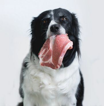 Ausbildung Hunde- und Katzenernährungsberater*in