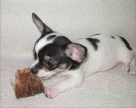 Ausbildung Hunde- und Katzenernährungsberater*in