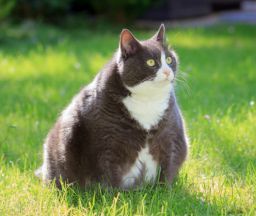 Ausbildung Hunde- und Katzenernährungsberater*in