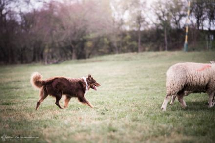 A Midnight Rider Verline