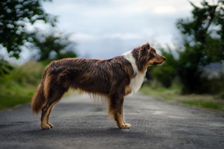 A Midnight Rider Verline