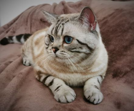 Elvis von Bohemian Rose