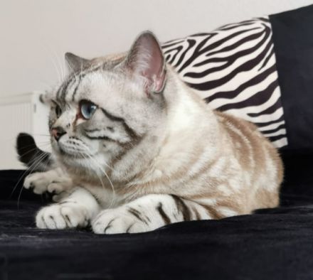 Elvis von Bohemian Rose