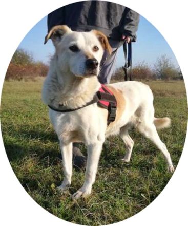 TEKERGÖ -  47 cm - Senior sucht ein liebevolles Zuhause