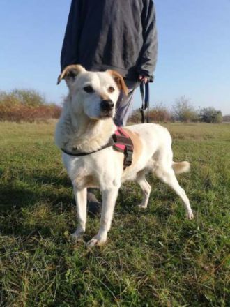 TEKERGÖ -  47 cm - Senior sucht ein liebevolles Zuhause