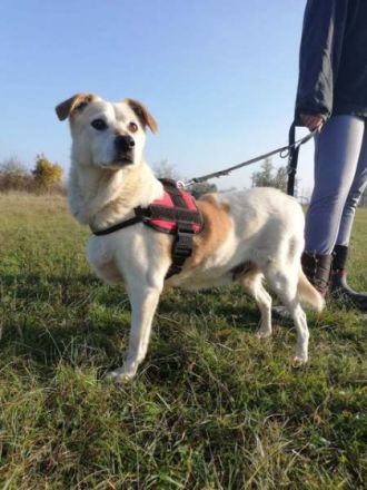 TEKERGÖ -  47 cm - Senior sucht ein liebevolles Zuhause