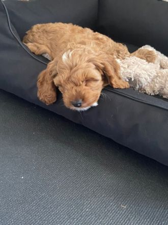 Wir züchten COCKAPOOS in traumhaften Farben Von Zeit zu