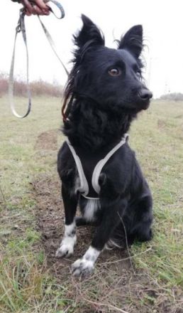 DAGI - 42 cm - wünscht sich ein Zuhause.