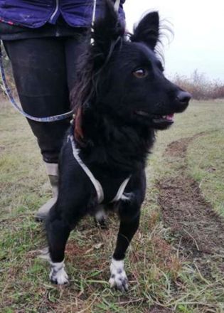 DAGI - 42 cm - wünscht sich ein Zuhause.