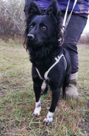 DAGI - 42 cm - wünscht sich ein Zuhause.