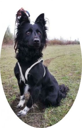 DAGI - 42 cm - wünscht sich ein Zuhause.