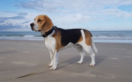 Carlos vom Königreich