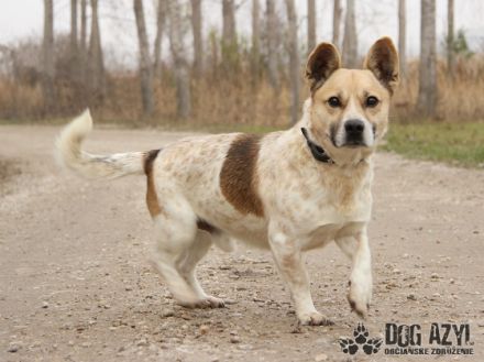 Charles, Aufenthaltsort: Tierheim Slowakei Dort seit: