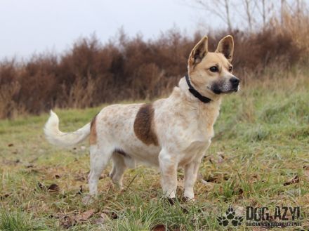 Charles, Aufenthaltsort: Tierheim Slowakei Dort seit: