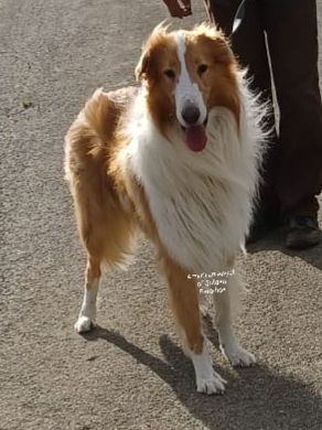 Shemai White Star  ( Kenai ) von der Emmerwiese