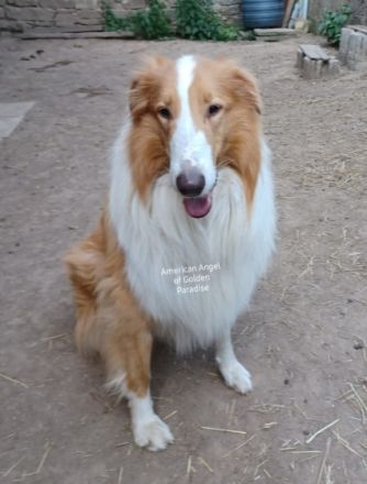 Shemai White Star  ( Kenai ) von der Emmerwiese