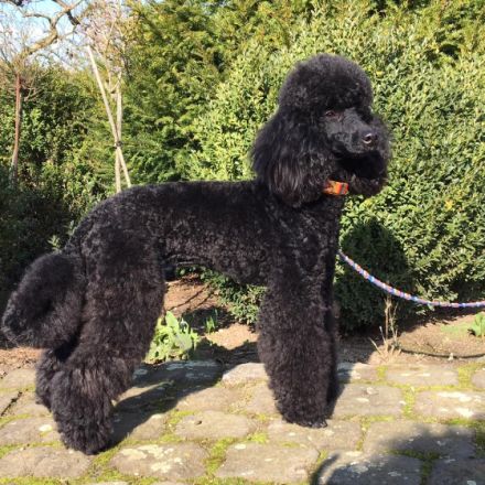 Lackschwarzer Mittelpudel/Kleinpudelrüde Henry