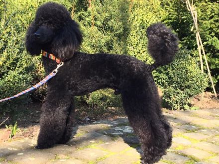 Lackschwarzer Mittelpudel/Kleinpudelrüde Henry