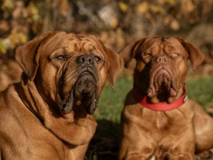 Mampfred von Cor de la Bryne