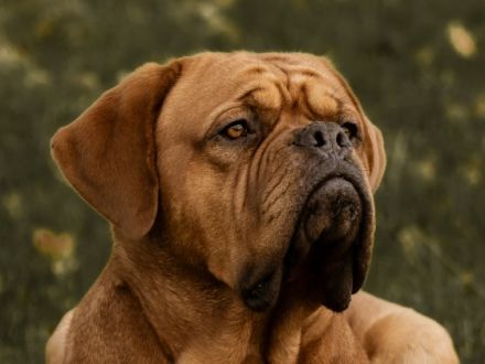 Mampfred von Cor de la Bryne