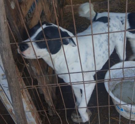 lieber, kastrierter, sozialer Bruno muss im Zwinger