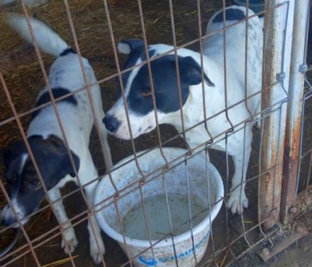 lieber, kastrierter, sozialer Bruno muss im Zwinger