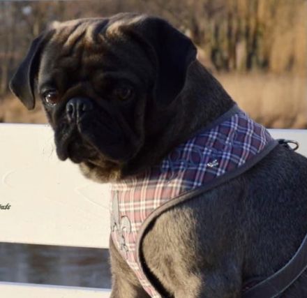 Mops Deckrüde nach Altdeutschem Vorbild