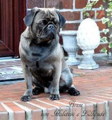 Mops Deckrüde nach Altdeutschem Vorbild