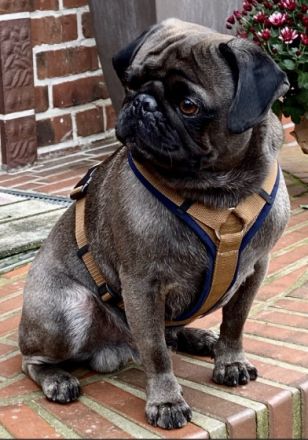 Mops Deckrüde nach Altdeutschem Vorbild