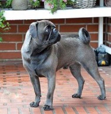 Mops Deckrüde nach Altdeutschem Vorbild