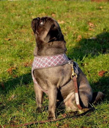 Mops Deckrüde nach Altdeutschem Vorbild