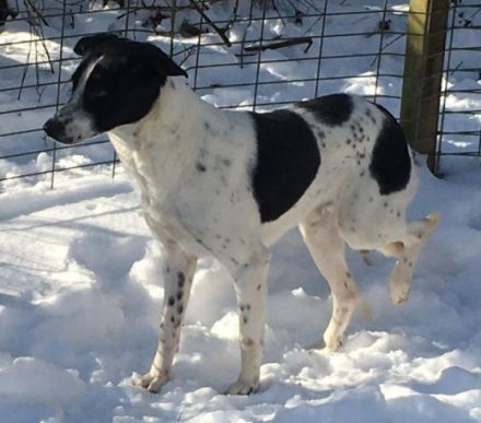 lieber, schüchterner, kastrierter Blanco in Hessen in