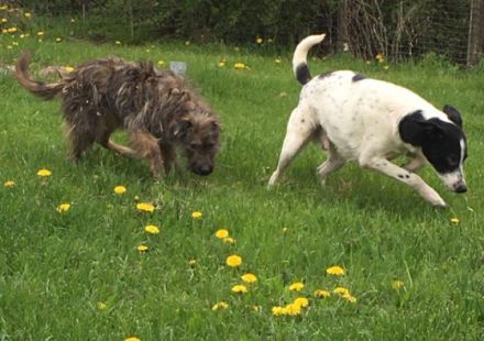 lieber, schüchterner, kastrierter Blanco in Hessen in