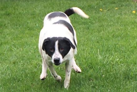 lieber, schüchterner, kastrierter Blanco in Hessen in