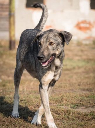 lieber, kastrierter Pelos lebt im Zwinger wenn wir