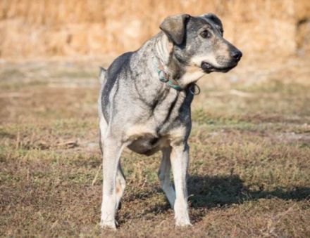 lieber, kastrierter Pelos lebt im Zwinger wenn wir