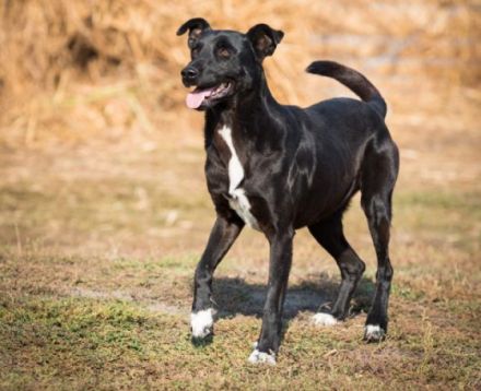 lieber, kastrierter Jackson lebt im Zwinger; wir suchen