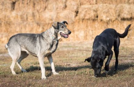 lieber, kastrierter Jackson lebt im Zwinger; wir suchen