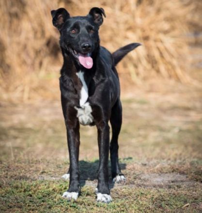 lieber, kastrierter Jackson lebt im Zwinger; wir suchen