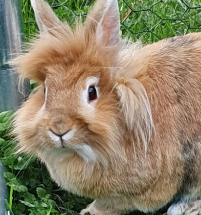 TierischVersorgtHochdrei - Katja Grether